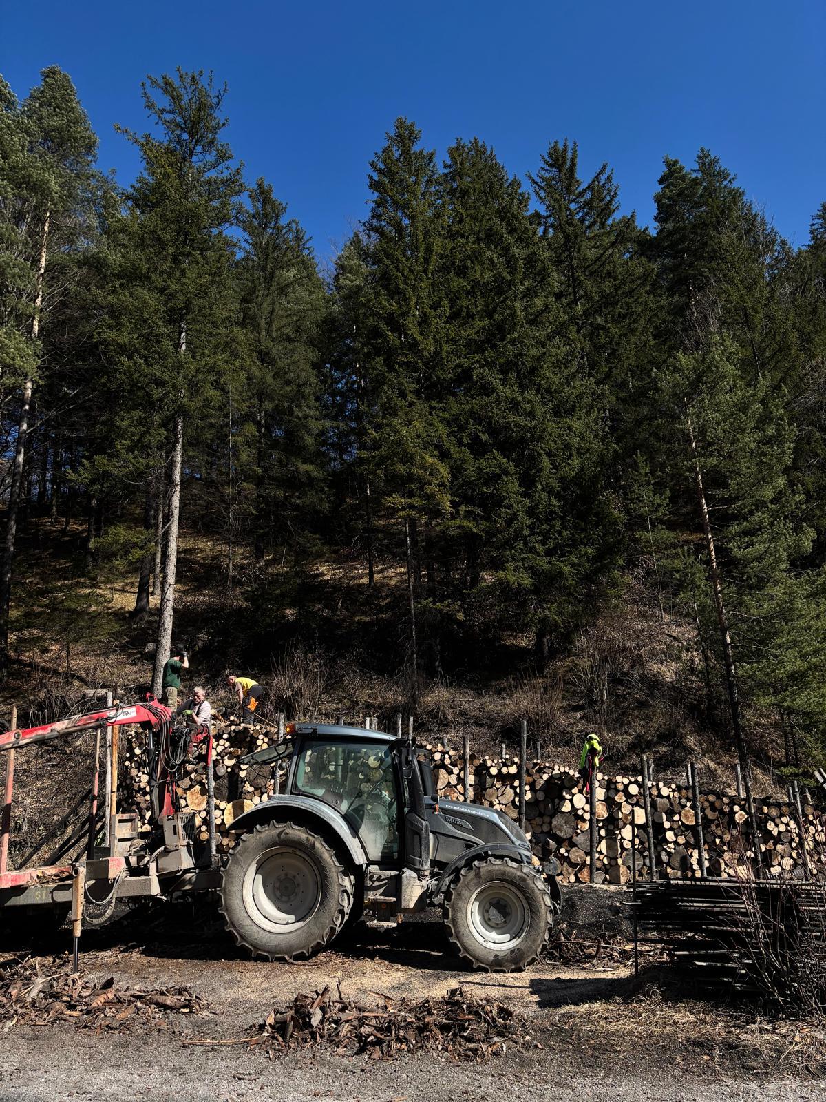 Frisch gerückte Holzstämme im Wald